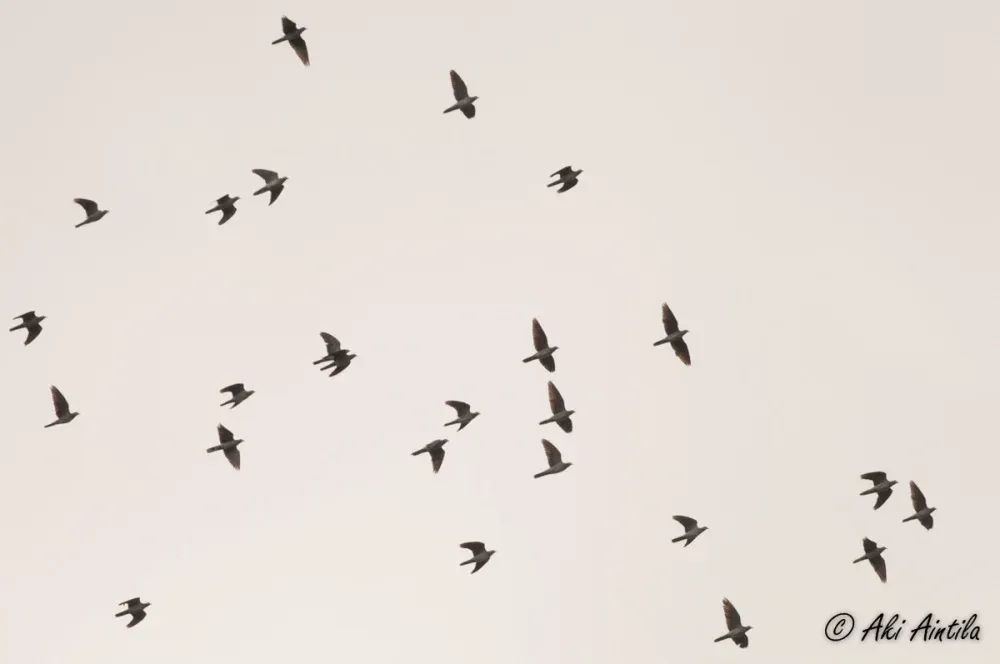 European Turtle Doves