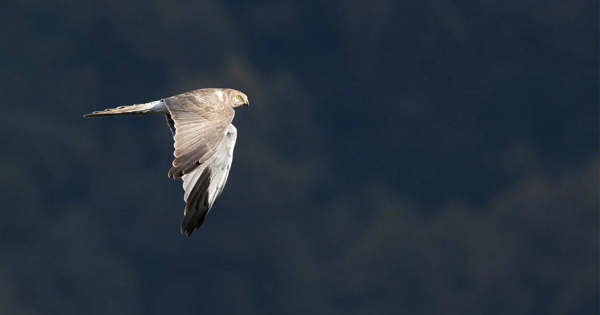 Stichting Batumi Roofvogel Club logo