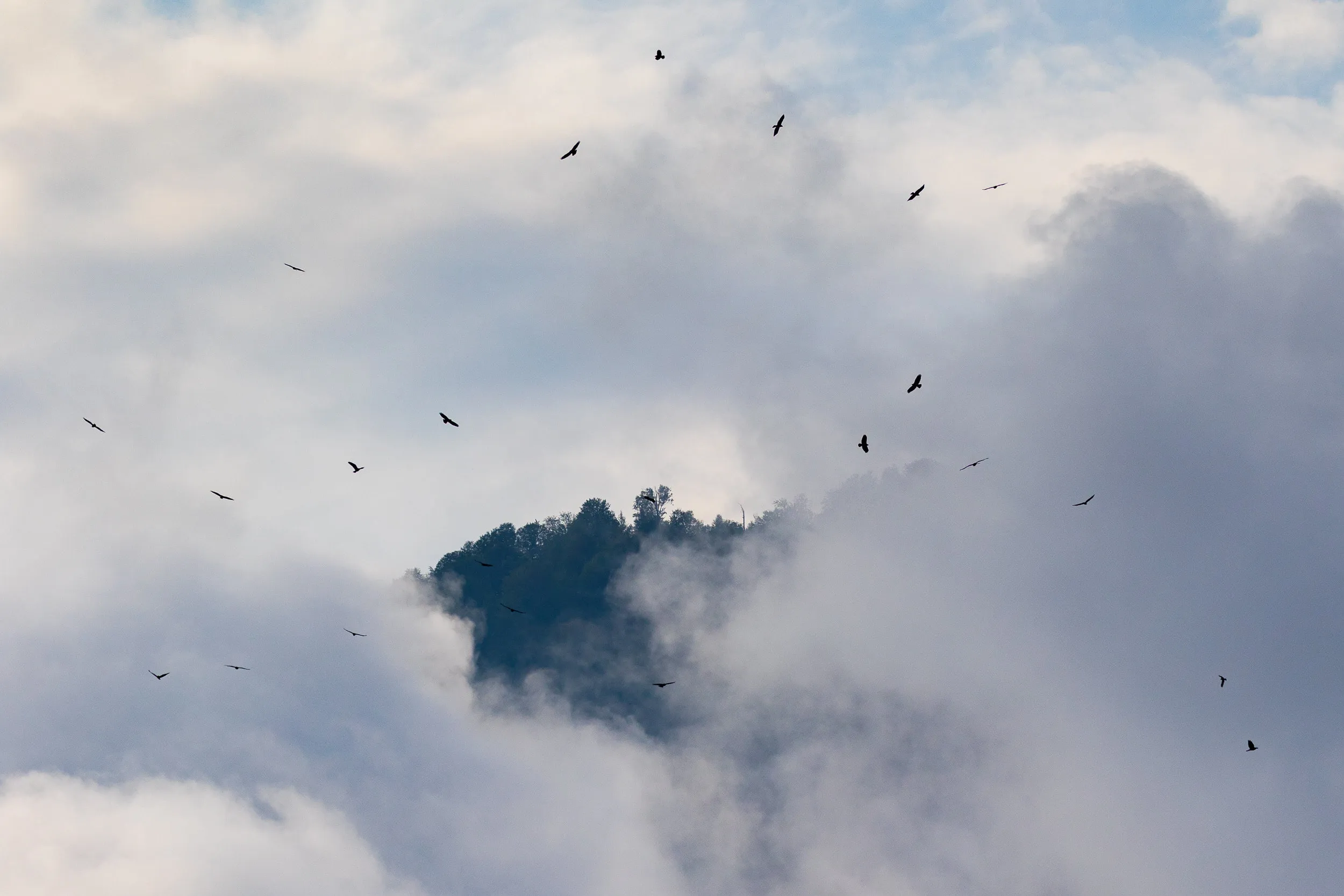 Steppe Buzzards streaming through low cloud over the Batumi bottleneck